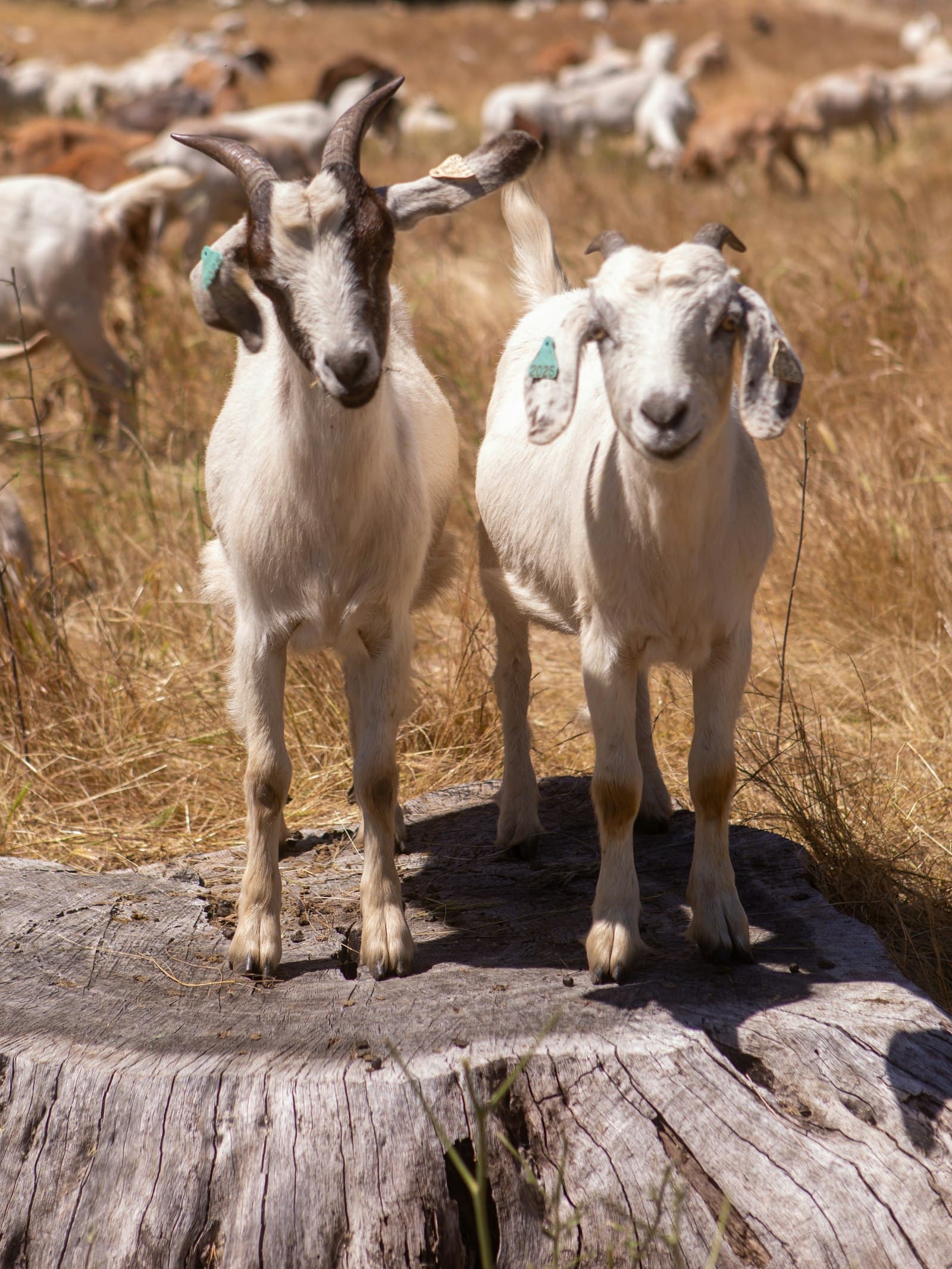 Two young goats standing together on a log in a field