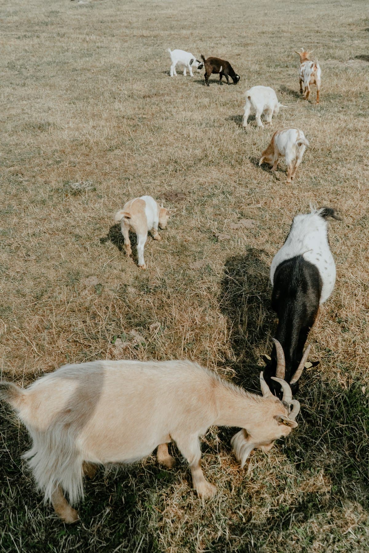 A herd of goats grazing on dry, semi-arid pasture